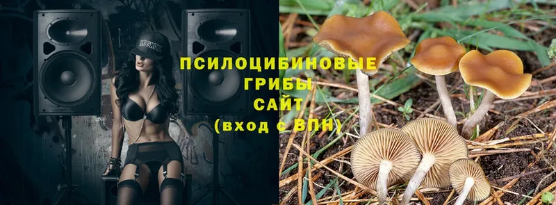 Галлюциногенные грибы Psilocybine cubensis  наркошоп  Губаха 